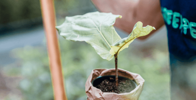 Tips to create an eco-garden this spring