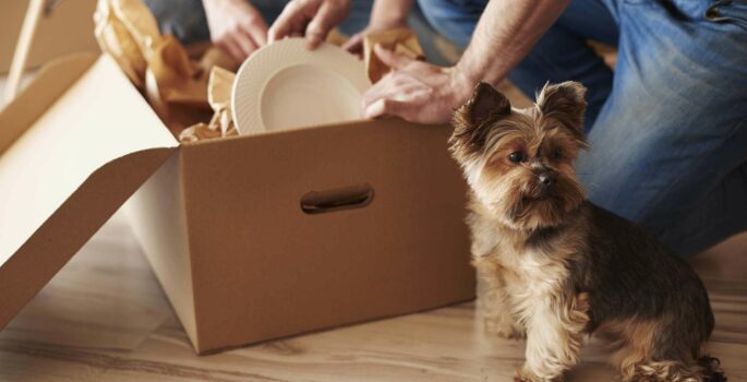 A helpful guide to moving with pets