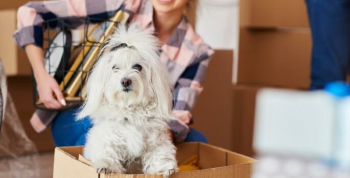 Tips for Moving With Pets